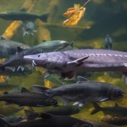 necrose-hepatopancreatique-aigue