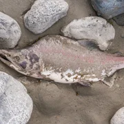 necrose-hematopoietique-epizootique