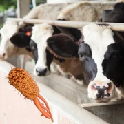 escherichia-coli-verocytotoxinogene