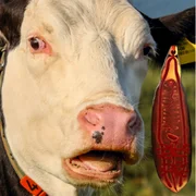 fasciolose-f-gigantica