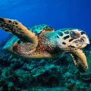 fibropapillomatose-des-tortues-de-mer