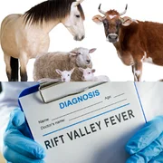 fievre-de-la-vallee-du-rift