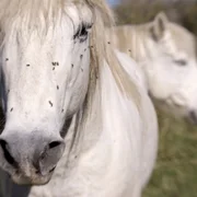 myiase-a-chrysomya-bezziana