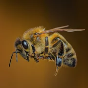 maladies-des-abeilles