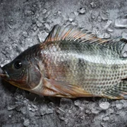 maladie-virale-du-tilapia-lacustre-tilv