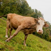 maladie-des-queues-blanches