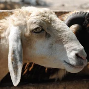 maladie-des-moutons-de-nairobi