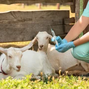 maladie-de-schmallenberg