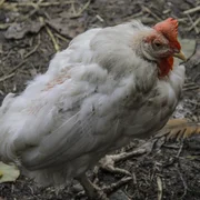 maladie-de-newcastle