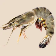 maladie-de-la-tete-jaune