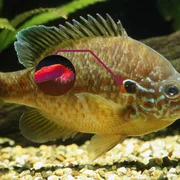 gyrodactylose-g-salaris