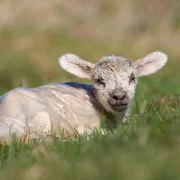 maladie-de-la-frontiere