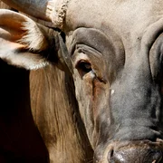 hemorragie-epizootique