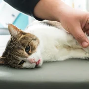 listeriose-l-monocytogenes