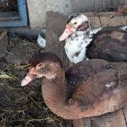 hepatite-virale-du-canard