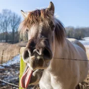 infection-a-virus-hendra