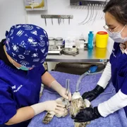 maladies-et-affections-chez-les-oiseaux-domestiques-et-sauvages