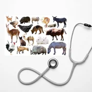 problemes-de-sante-courants-chez-les-animaux