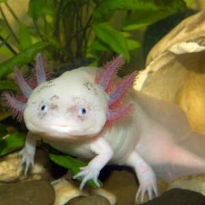 chytridiomycose-batrachochytrium-salmandrivorans