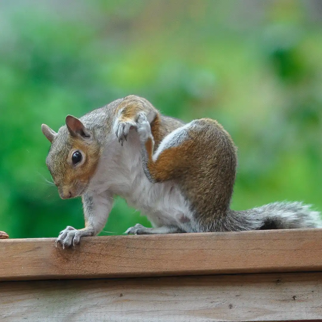 maladies-animales-a-bunyavirus