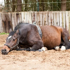 metrite-contagieuse-equine