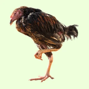 myonecrose-infectieuse