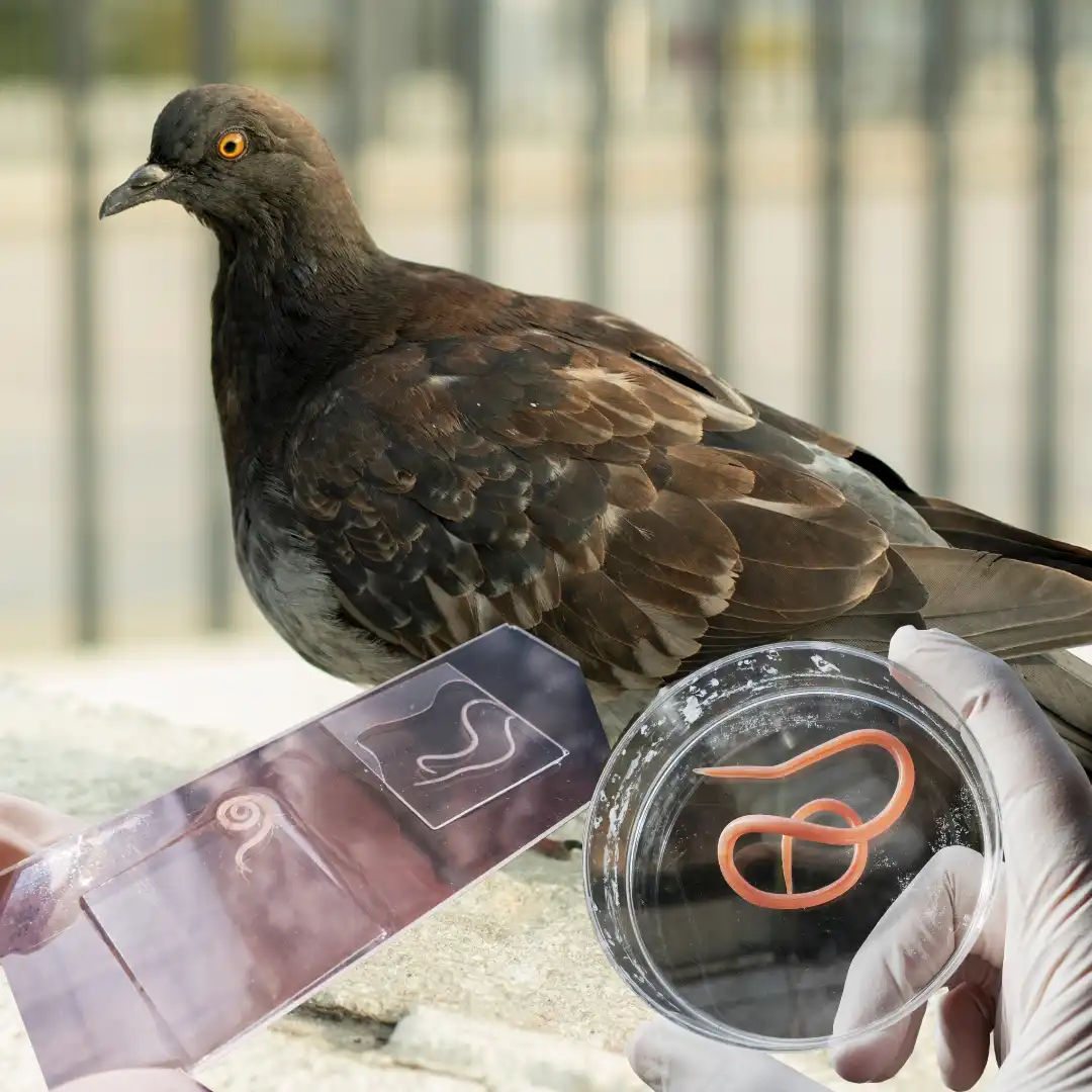 parasites-chez-les-oiseaux