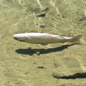 necrose-hematopoietique-infectieuse