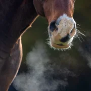 arterite-virale-equine