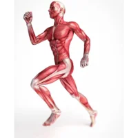 maladies-du-systeme-musculosquelettique