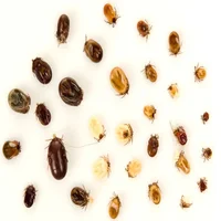 anaplasmose-ehrlichiose