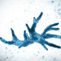 infection-amibienne-du-cerveau-encephalite-amibienne-granulomateuse