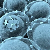 deficit-dadhesion-leucocytaire-lad