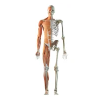 deformations-musculosquelettiques