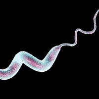 infections-a-campylobacter