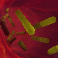 infections-a-escherichia-coli-e-coli