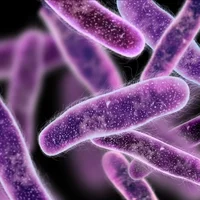 infections-a-klebsiella-enterobacter-et-serratia