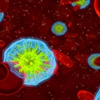 infections-filariennes