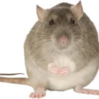 fievre-par-morsure-de-rat